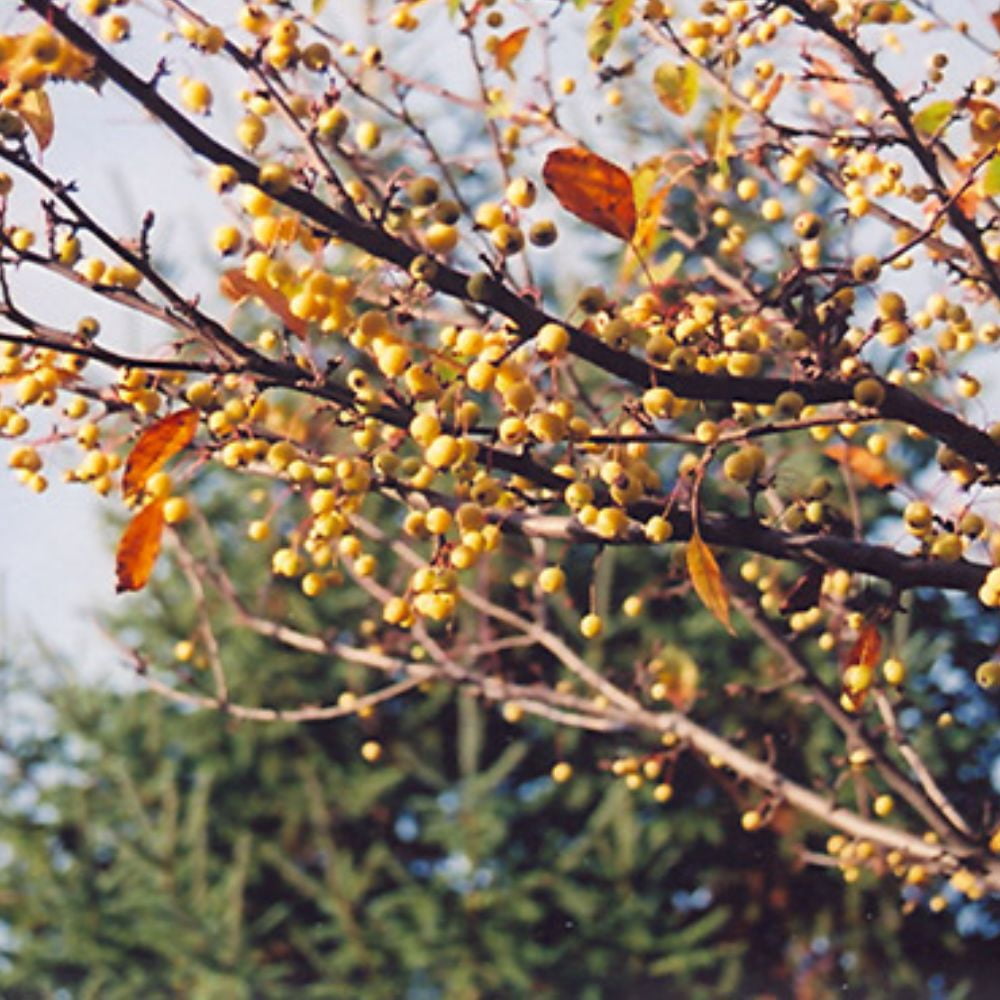 Expert Gardener 3-4 ft tall Harvest Gold Crabapple Live Tree in 7-Gallon Grower Pot