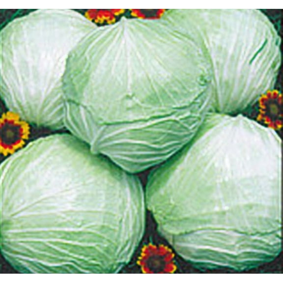 Cabbage Late Flat Dutch Great Heirloom Vegetable by Seed Kingdom Bulk 5 Lb Seeds