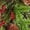 Red, variant on Wicker Park 36" Unlit Berry & Pinecones Swag