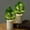 Cypress tree light, variant on Battery Operated Flower Lamp, LED Artificial Flowers Night Light, Bonsai Table Lamp Warm White for Home Living Room Bedroom Bedside Decoration (Sunflower light,1 Pack)