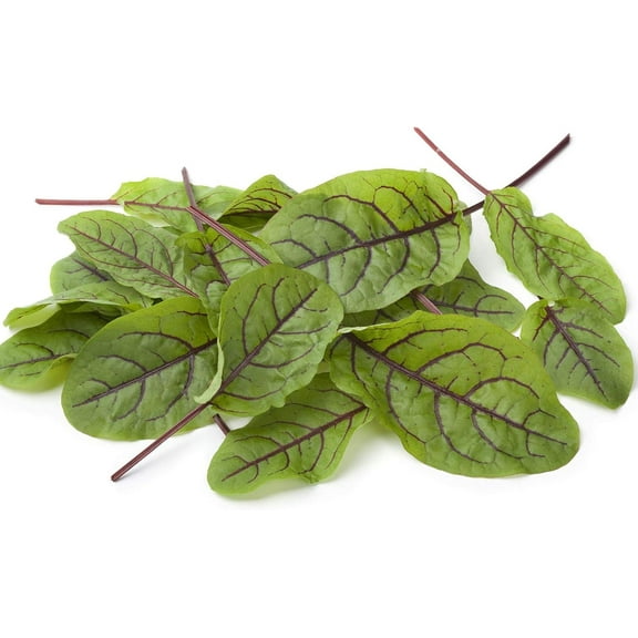 Red Veined Sorrel Seeds - 1 g Packet ~500 Seeds - Non-GMO, Heirloom - Colorful Culinary Herb Gardening & Microgreens Seeds