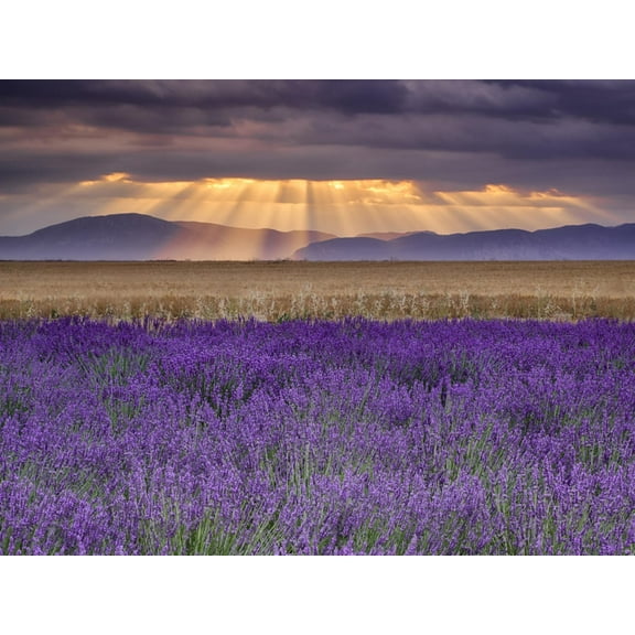 Art.com Sunbeams over Lavender Photographic Print by Michael Blanchette Photography, 16" x 12"
