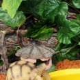thumbnail image 4 of Looking Reptile Plants - Green Terrarium Plants - Creates Natural Hiding, 4 of 8