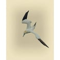 thumbnail image 2 of Brown, Jim 20x24 Gold Ornate Wood Framed with Double Matting Museum Art Print Titled - Northern Gannet 2, 2 of 4