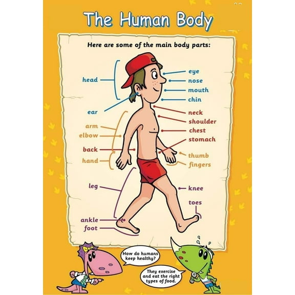 The Human Body poster Early Years Primary School Measuring Children's Learning for The Classroom