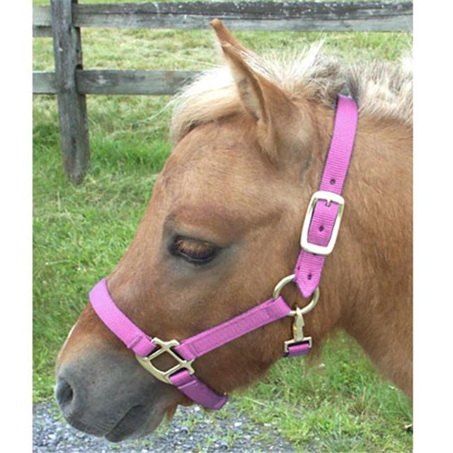 Mini Licou de Cheval Miniature en Nylon&44; Rose