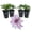 4 Plants, variant on Clematis Ithemba - 1 Live Starter Plant - Delicate Beautiful Classic Elegant Lavender Flowering Vine