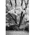 thumbnail image 2 of Geyman, Vitaly 11x14 White Modern Wood Framed Museum Art Print Titled - Fall Abundance II B and W, 2 of 4