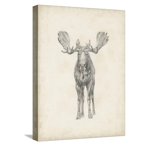 Art.com Moose Study Stretched Canvas Print Wall Art by Ethan Harper, 12" x 16"