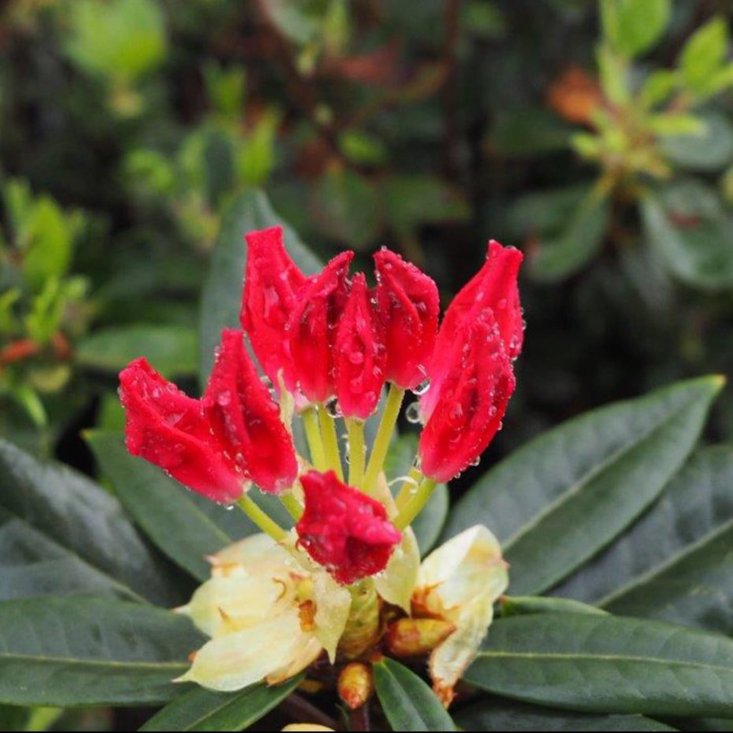 Proven Winners ColorChoice 5" Multicolor Dandy Man Color Wheel Rhododendron Live Plant in 4.5" Pot (4 Count)