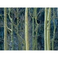 thumbnail image 3 of Fitzharris, Tim 18x14 Black Modern Framed Museum Art Print Titled - Aspen Trunks, 3 of 5