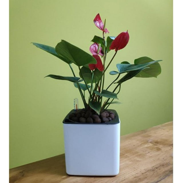 de Plástico con Autorriego para Plantas, , Flores, con Indicador de Agua , M M