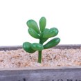 thumbnail image 3 of 10x Fake Succulents Small Vivid Useful Simulated Plants Multi-functional Lifelike Photo Props for Household Yards Lawn Flowerpot Type 27, 3 of 9