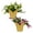 Assorted, variant on Live Flowering Spring/Christmas Cactus (Zygocactus) - Assorted Colors (2 Plants Per Pack) - Beautiful Holiday Décor - 5" Tall by 5" Wide in 1 Pt Pot with Deco Cover