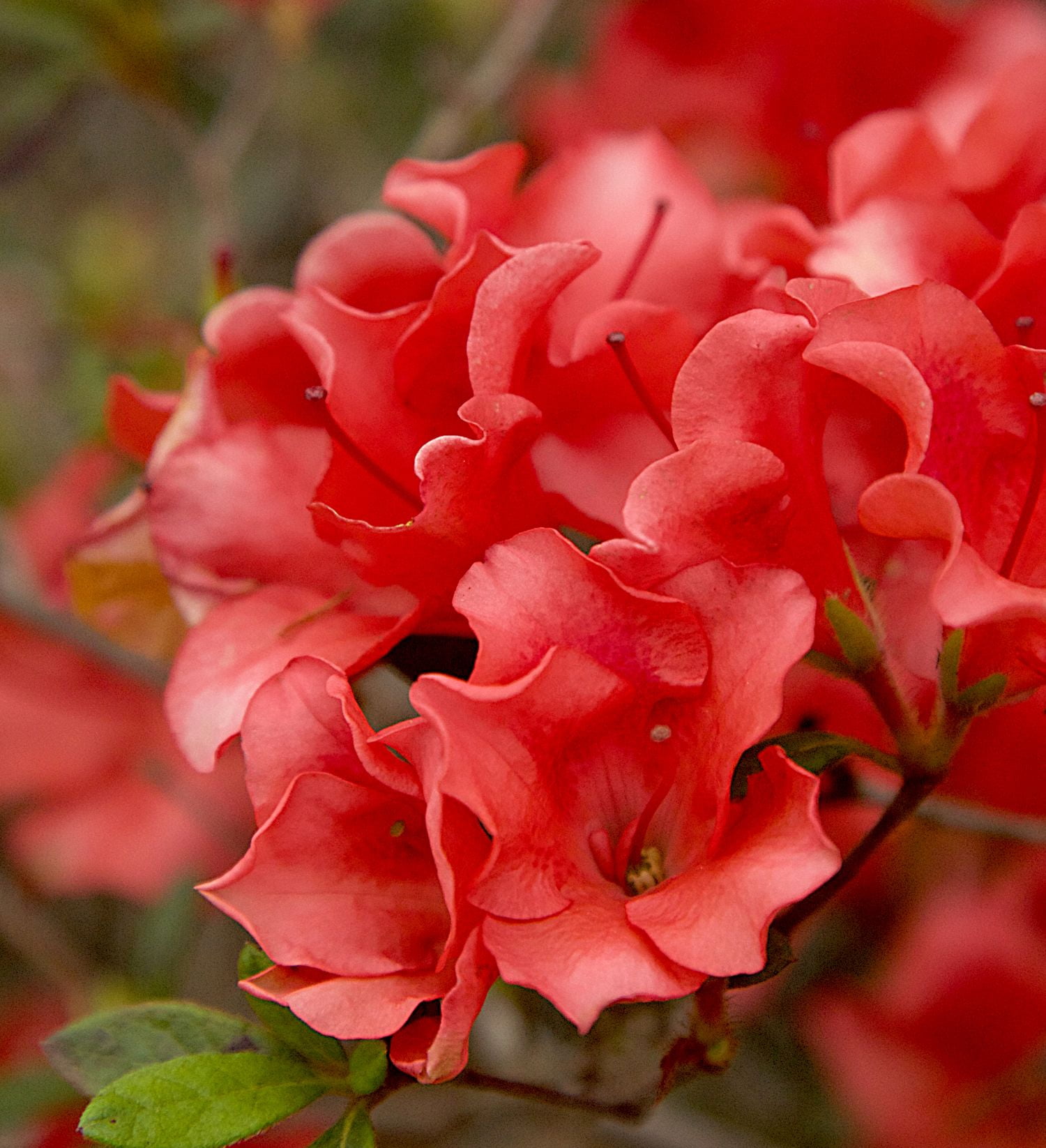 Encore Azalea Autumn Ruby Live Shrub in 2-Gallon Grower Pot
