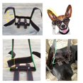 thumbnail image 3 of Corrector de Oreja de Perro Sunnimix Negro Para Doberman Pinscher, 3 of 8