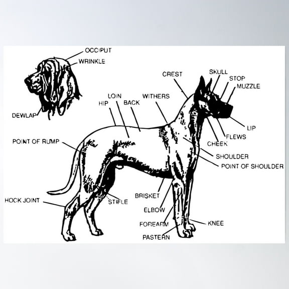 Diagram Of A Canine Poster Wall Art, Modern Wall Decor, 8x12 UNFRAMED
