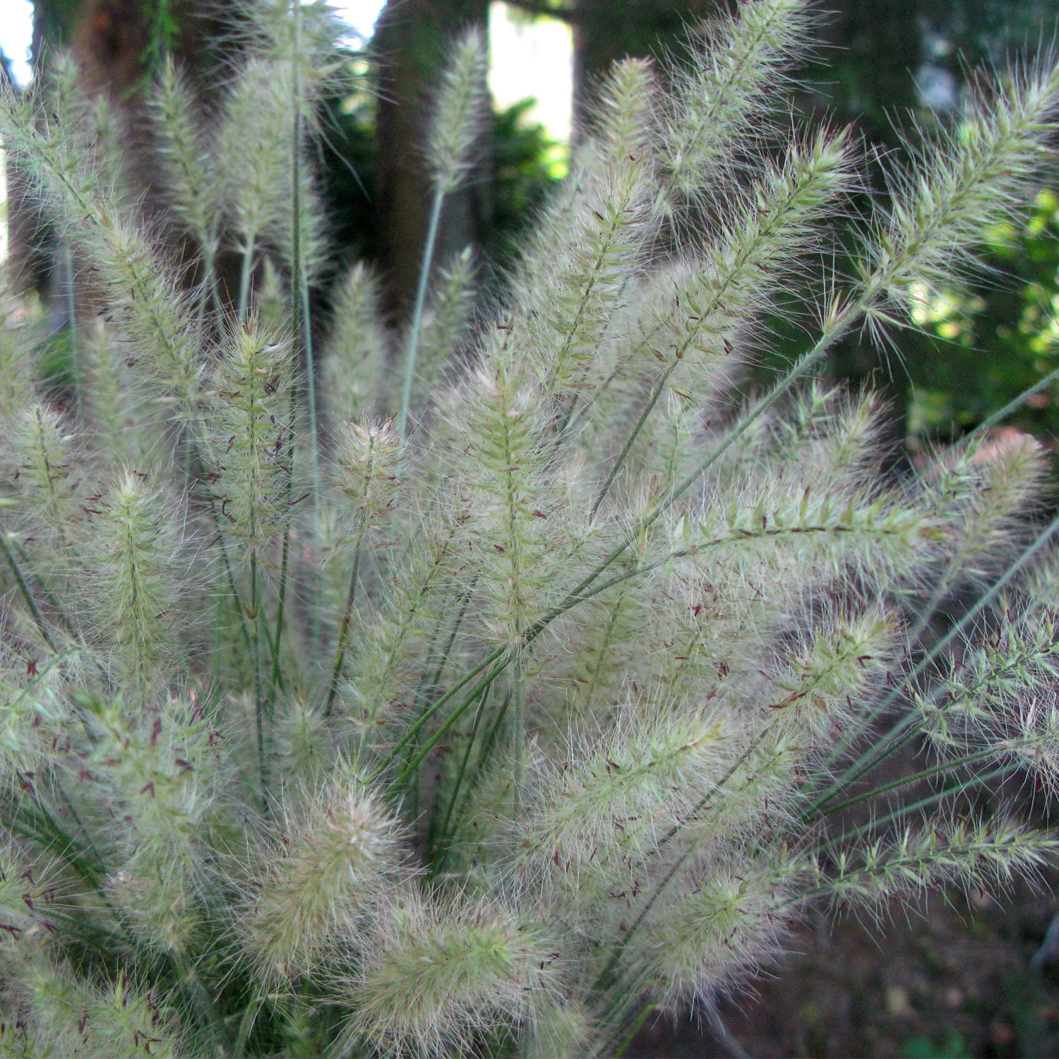 Van Zyverden Ornamental Grass Dwarf Fountain One Potted Plant Yellow Partial Sun Ornamental/Decorative 1 lb