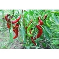 thumbnail image 1 of 25 JIMMY NARDELLO PEPPER Sweet Red Italian Capsicum Annuum Vegetable Seeds, 1 of 3