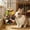 C, variant on Small Pet Chew Toy Natural Wood & Woven Enrichment Chew Toy Hanging Rabbit Teeth Grinding Toy for Rabbits Hamsters Guinea Pigs and Squirrels