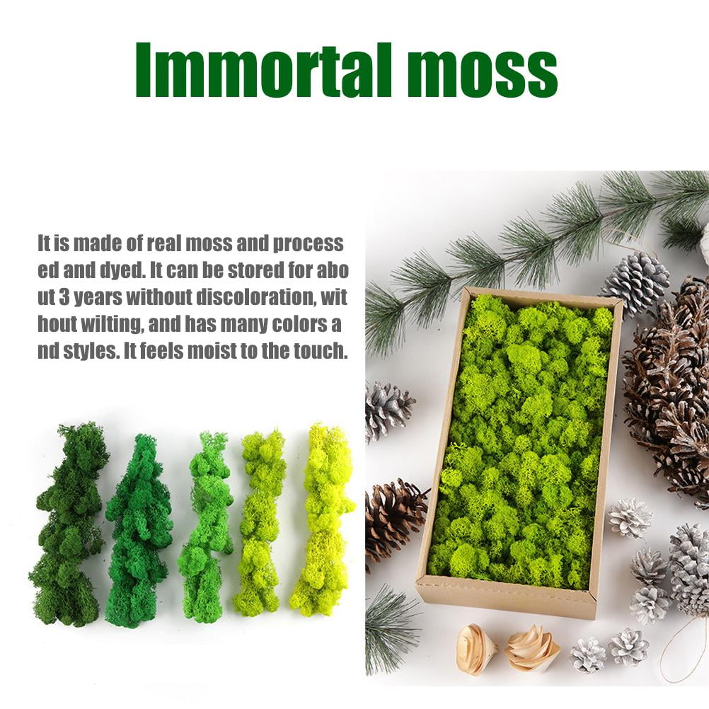 Elowen Natural Preserved Moss Decorative Moss Durable Natural Preserved Moss Model Making for Home Decor