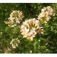 thumbnail image 5 of Phlox (Large-Flowered) Seeds, 50 Heirloom Flower Seeds Per Packet, Non GMO Seeds, 5 of 8