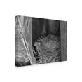 thumbnail image 2 of Trademark Fine Art 'Robins Nest' Canvas Art by Brenda Petrella Photography Llc, 2 of 3