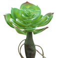 thumbnail image 1 of Coofit Mini Artificial Succulent DIY - Faux Succulent Plant Plastic Greenery Decoration, 1 of 3