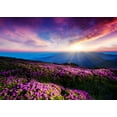 thumbnail image 4 of BSDHOME Polyester 7x5ft Beautiful Flowers Photography Background Sun Rise Colorful clouds Backdrop Romantic Wedding Photo Studio Backdrop, 4 of 5