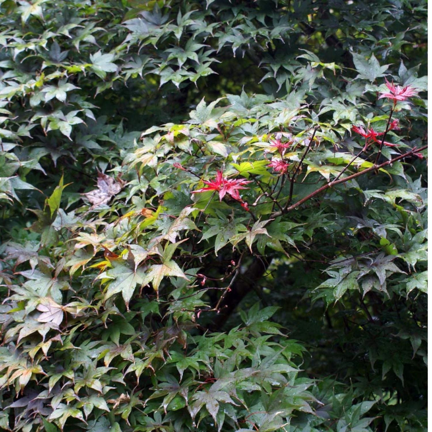 Expert Gardener 4-5' Maple Japanese Bloodgood in 1 gal. Grower Pot