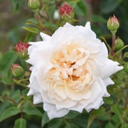 Heirloom Roses Honey Champagne Penny Lane English Legend Rose Bush