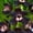 A, variant on Cymbidium, Low Maintenance - Easy Grow - Ideal for Beds Borders, Plant Pots & Planters