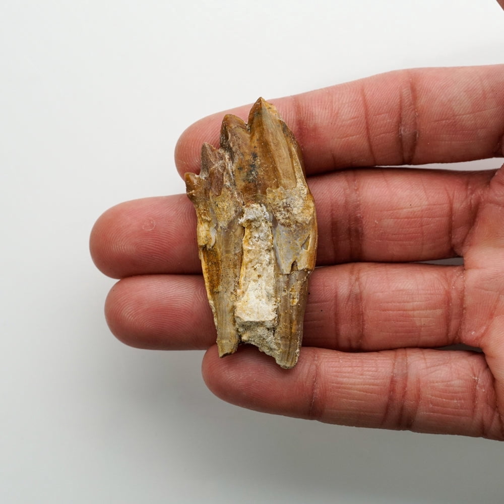 Genuine Natural Pre Historic Basilousaurus Whale Tooth