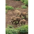 thumbnail image 2 of Souders, Paul 11x14 Black Ornate Wood Framed with Double Matting Museum Art Print Titled - Africa-Kenya-Shompole-Aerial view of adult Elephants walking, 2 of 4