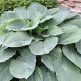 thumbnail image 3 of Abiqua Drinking Gourd Hosta Root - Grows Great in Shade - Perennializing - Gathers Water for Dogs, Fairies, and Gnomes - Hosta of the Year - Slug Resistant, 3 of 5