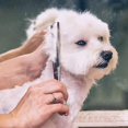 thumbnail image 5 of 6 In 1 Professional Stainless Steel Safety Round Tip Dog Grooming Scissors Kit, For Dog Cat Grooming, 5 of 5