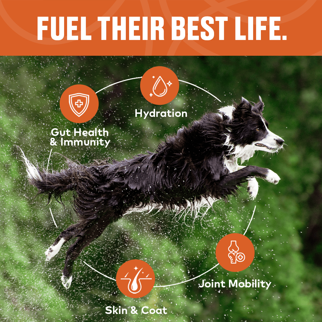 Furvor Chicken Broth for Dogs, Bone Broth Collagen Protein, 12 oz