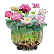 30 Mixed Bowl Lotus Seeds, Lotus Seeds, Bonsai Lotus Seeds for Planting (Nelumbo), Water Lily Seeds