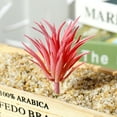 1 Pieces Realistic Artificial Faux Succulent Yucca Vera Greenhouse Small Plants Unpotted for ...