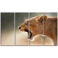 thumbnail image 2 of Lion Showing Dangerous Teeth - African Canvas Art Print, 2 of 3