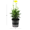 thumbnail image 2 of Better Homes and Gardens Outdoor Live Plant Coreopsis Tickseed Moonswirl Yellow 2.5QT, Full Sun, 2 of 4
