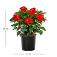 thumbnail image 3 of Island Blooms 2.5gal Red Hibiscus Live Annual Plant Sun, 3 of 6