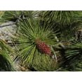 thumbnail image 4 of Jeffrey Pine | Medium Tree Seedling | The Jonsteen Company, 4 of 9