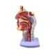 thumbnail image 5 of Modelo Anatómico La Cavidad Nasal de 4.7 × 4.7 × 9.5 Pulgadas, 5 of 6