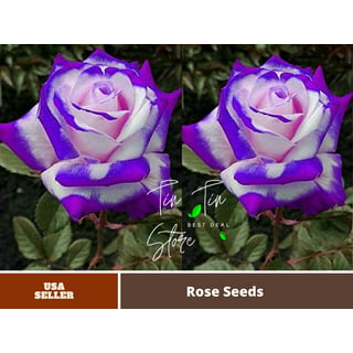 1000 Hybrid Tea Rose Seeds Mixed, Rare Hybrid Tea Rose Flower Seeds Home  Garden