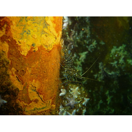 Canvas Print Baltic Sea Shrimp Eat Fish Underwater Scampi Stretched Canvas 10 x (Best Ever Shrimp Scampi)