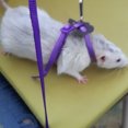 thumbnail image 2 of Methold Arnés de nailon para mascotas, correa para hámster, arneses ajustables para hurón, rata, ratón, conejito, chaleco, correa de cuerda Aseo de mascotas púrpura, 2 of 6