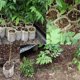 thumbnail image 5 of Bolsas biodegradables para vivero shaofei 100 piezas 8 x 10 cm, 5 of 5