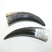 2 Polished Cow Horns #6914 Natural Colored