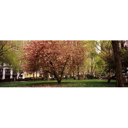 Cherry blossom in a park Madison Square Park Manhattan New York City New York State USA Stretched Canvas - Panoramic Images (36 x